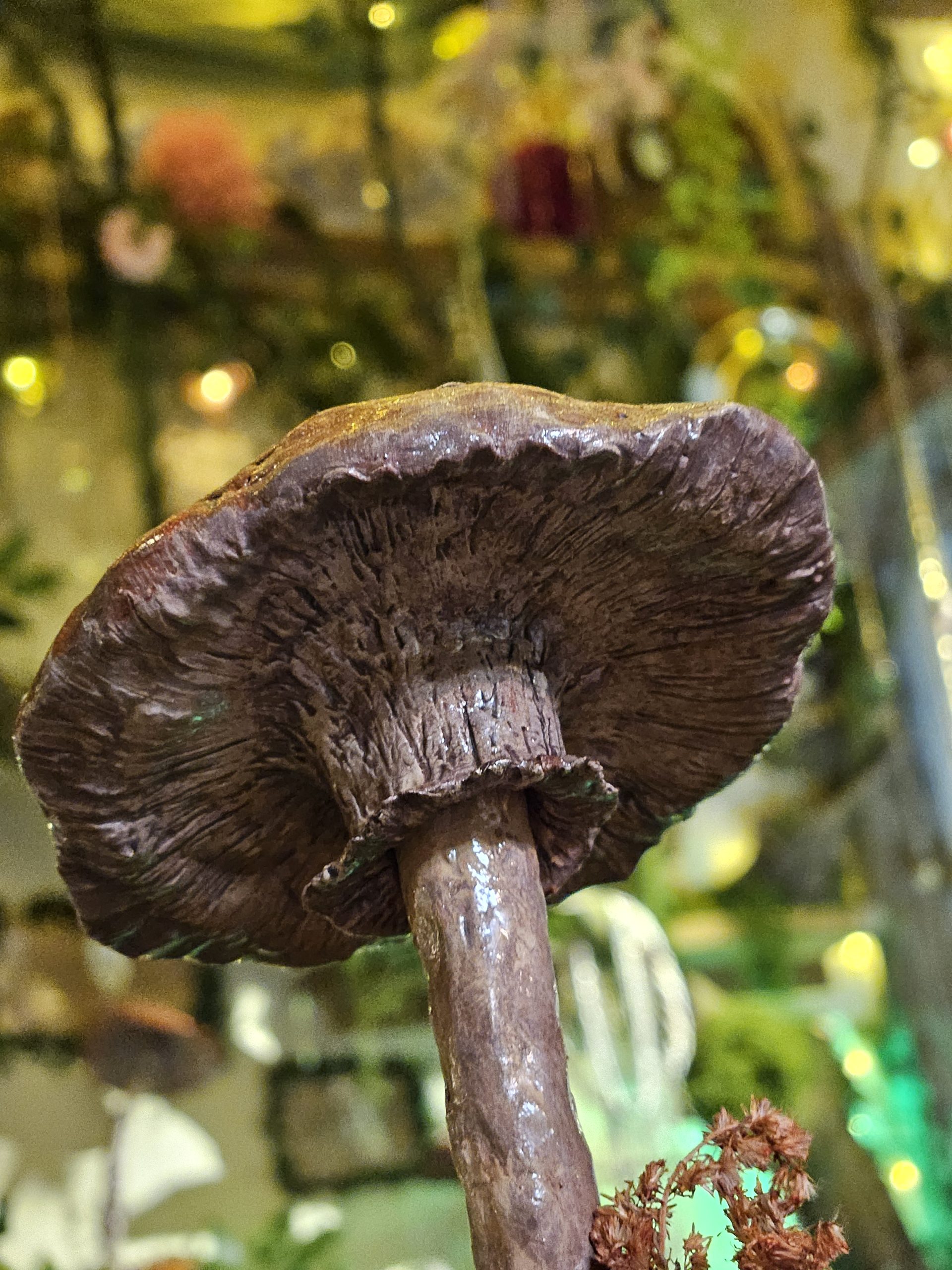 'Arda' Handmade clay Amanita Fly Agaric Mushroom Sculpture - Image 5