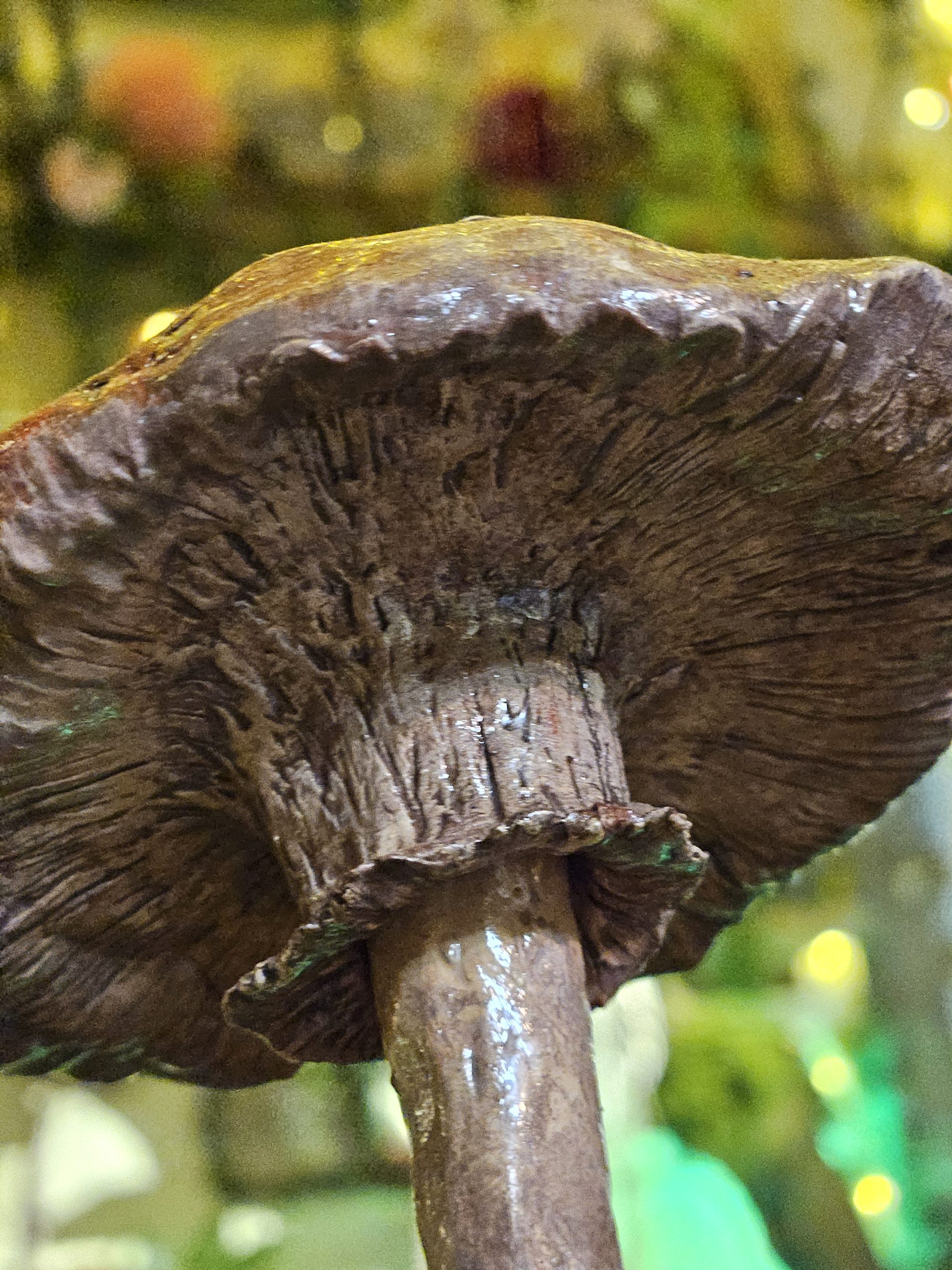 'Arda' Handmade clay Amanita Fly Agaric Mushroom Sculpture - Image 6