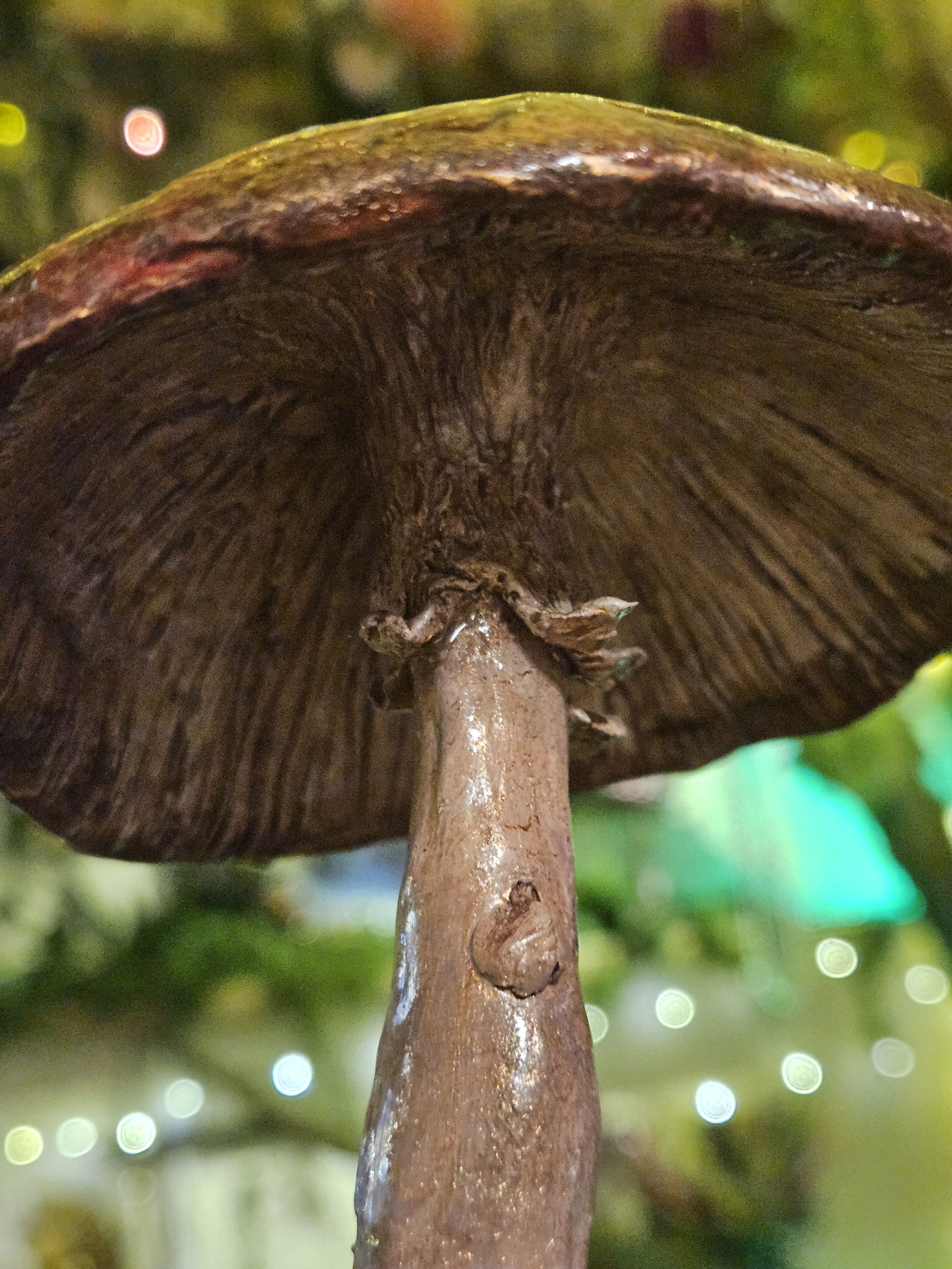 'Andalusite' Handmade clay Mushroom Sculpture - Image 5